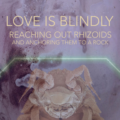 Love-is-Blindly