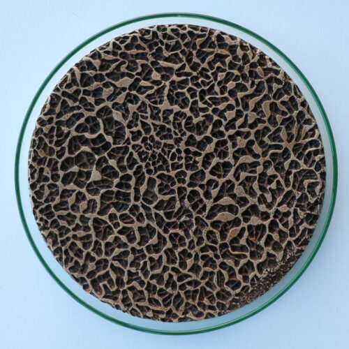 Pandora's+Box+I+-+Neurogenesis(2025)+RESI