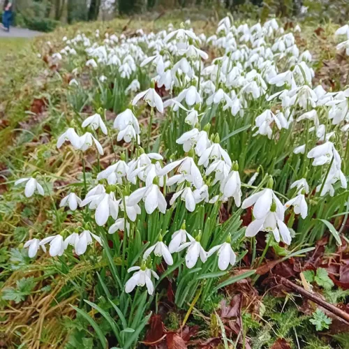 Snow-drop-copy