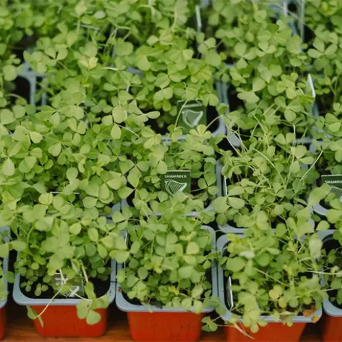 UFM - St Patrick's Day copy