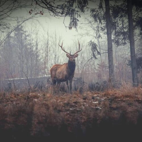nature-photog-comp